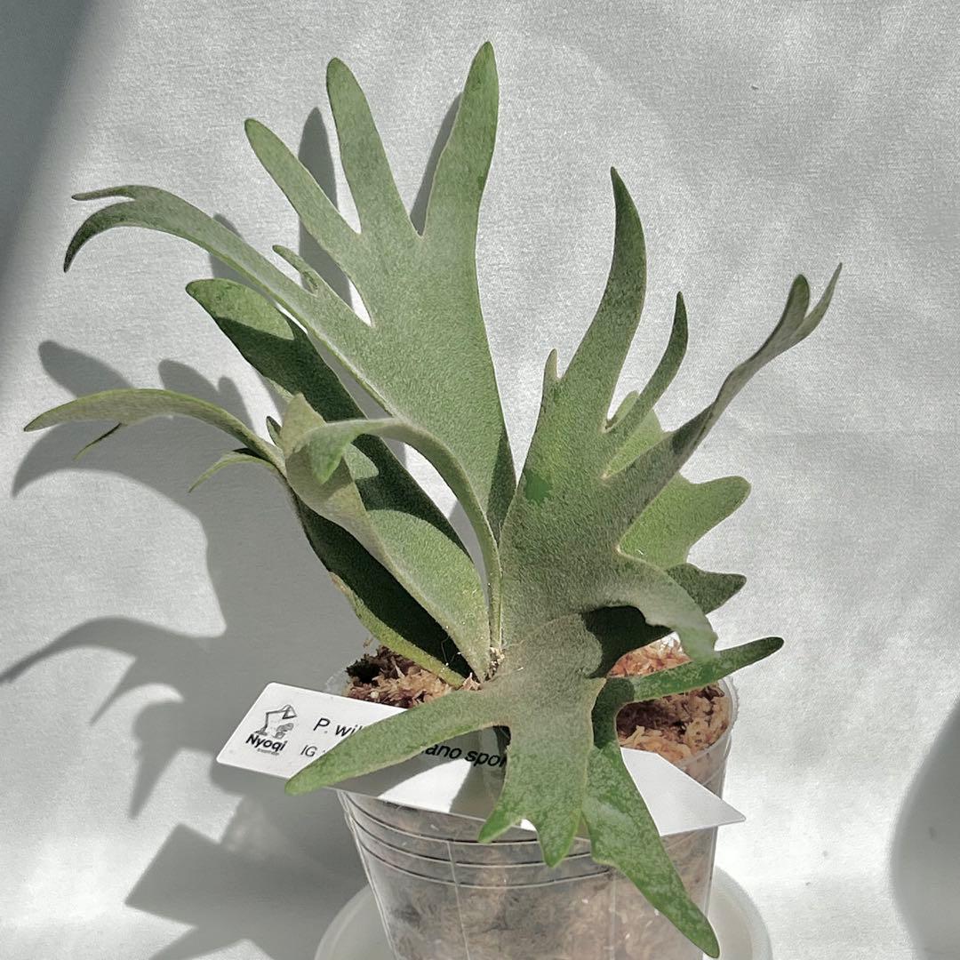 【第四種郵便】 P. Willinckii Nano(spore)【24】