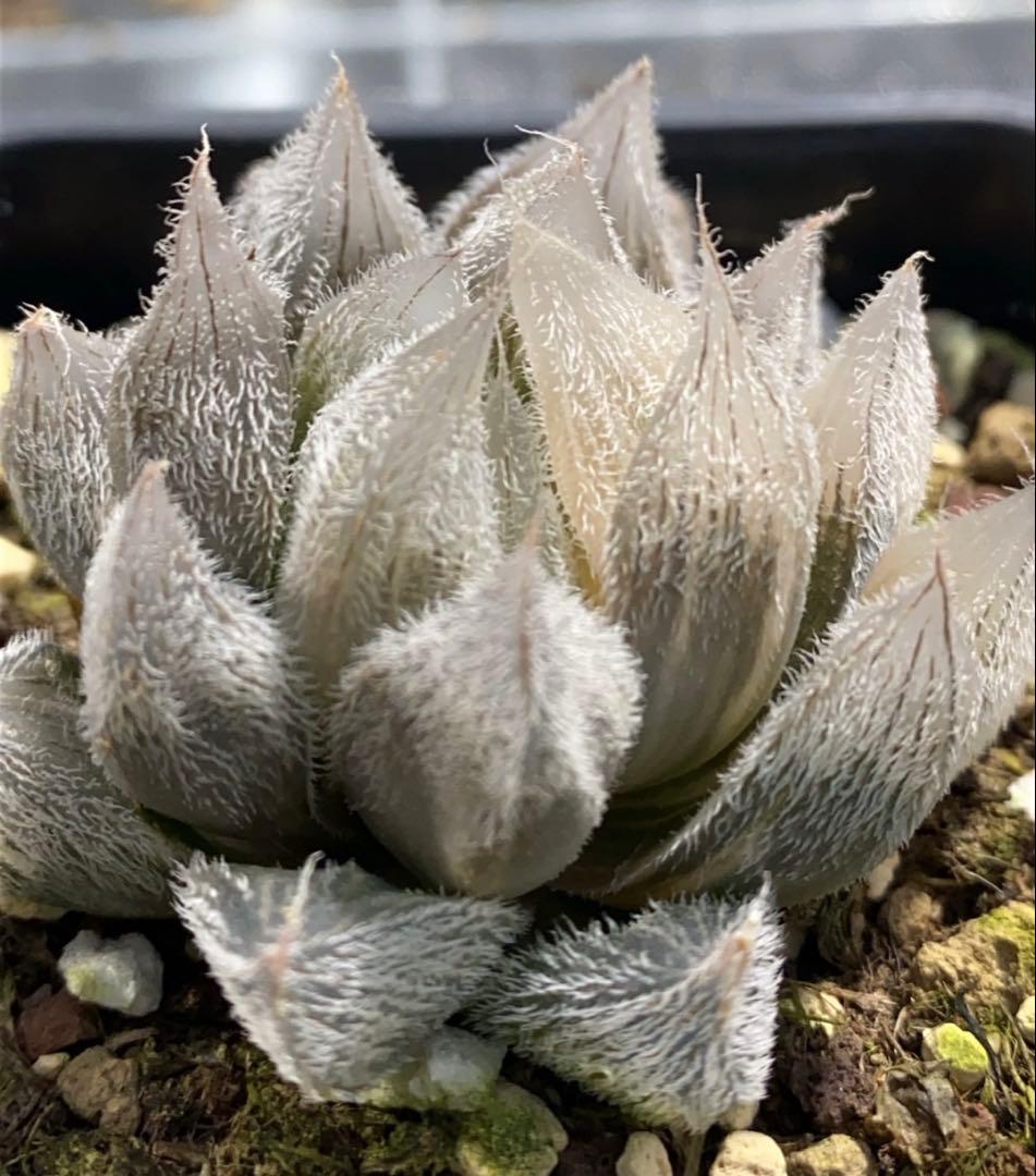 B*液様 多肉植物　ハオルチア　白狐伝錦
