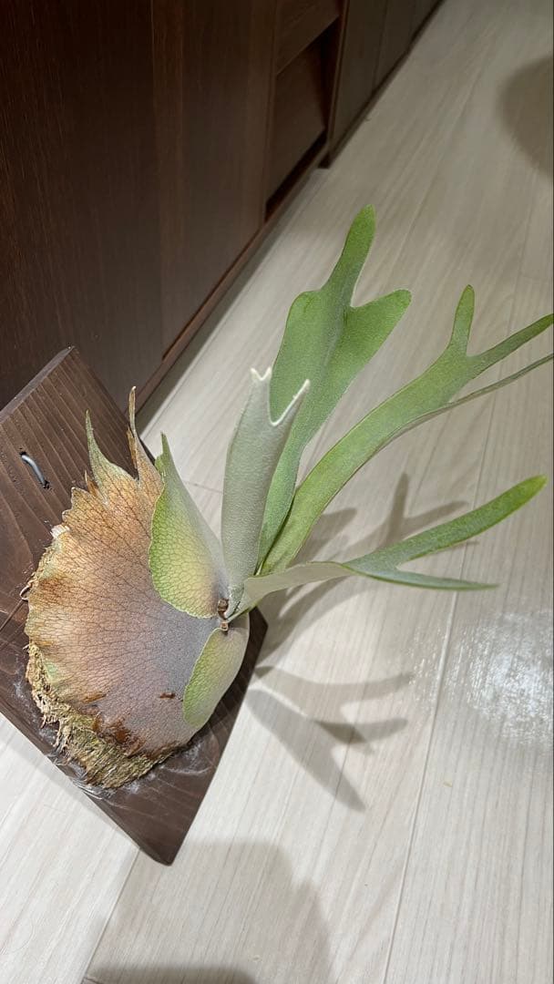 ビカクシダ P.veitchii Silver frond