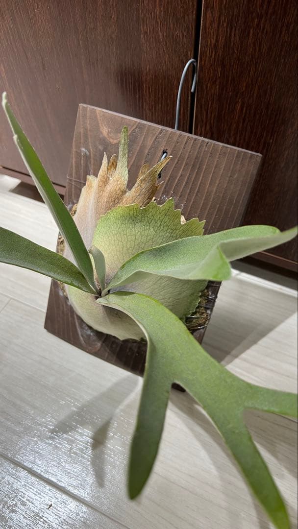 ビカクシダ P.veitchii Silver frond