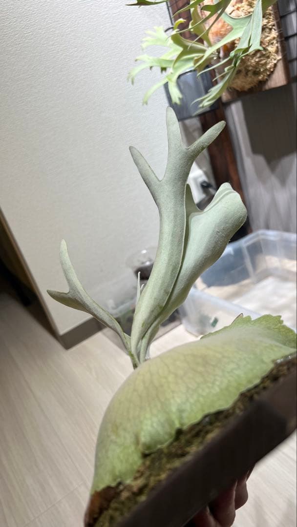 ビカクシダ P.veitchii Silver frond