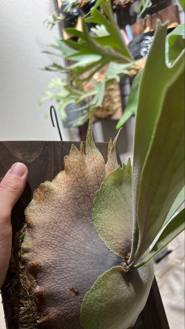 ビカクシダ P.veitchii Silver frond