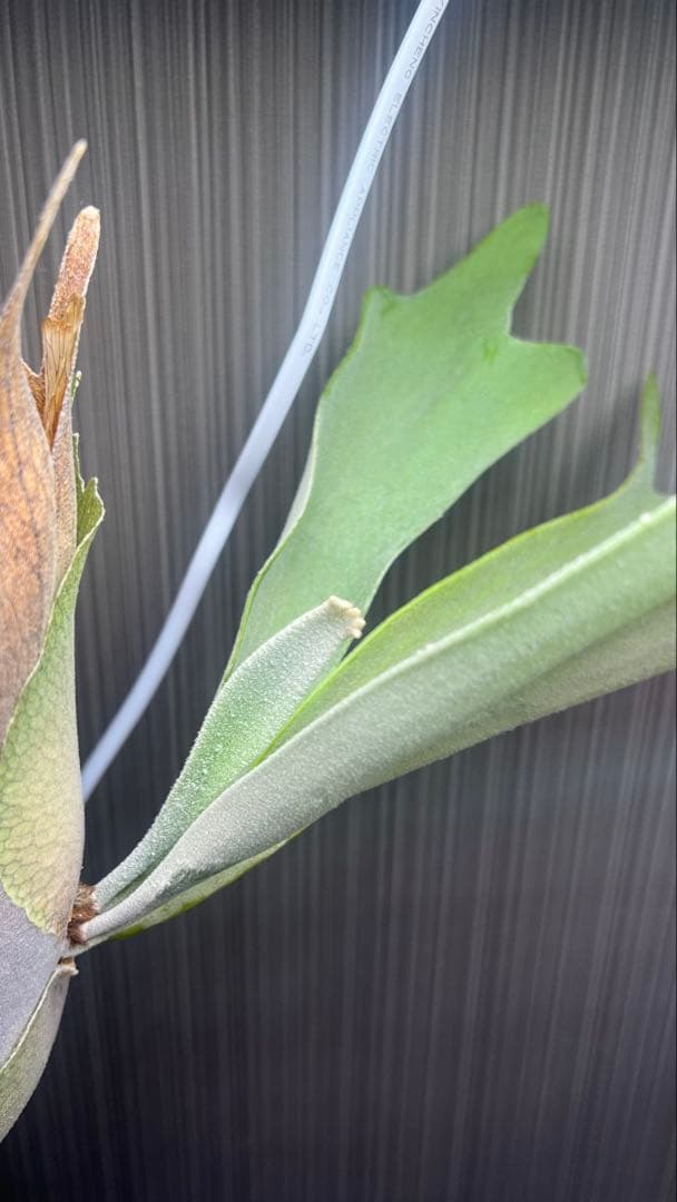 ビカクシダ P.veitchii Silver frond