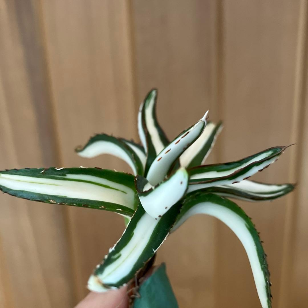 ノ*ズ様 週末オークション　⑧希少　サイズ大　発根済み　大　アガベ　氷山　白中斑