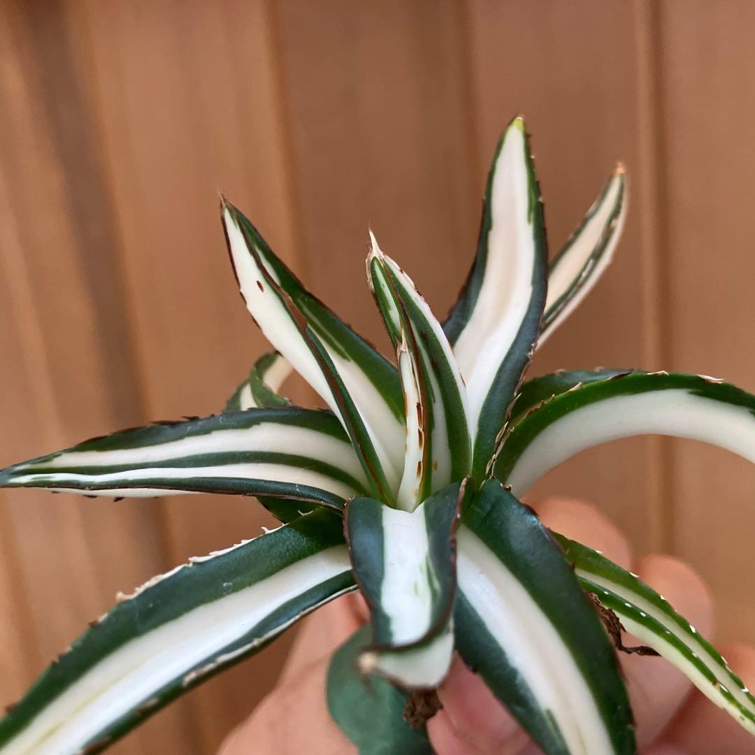 ノ*ズ様 週末オークション　⑧希少　サイズ大　発根済み　大　アガベ　氷山　白中斑