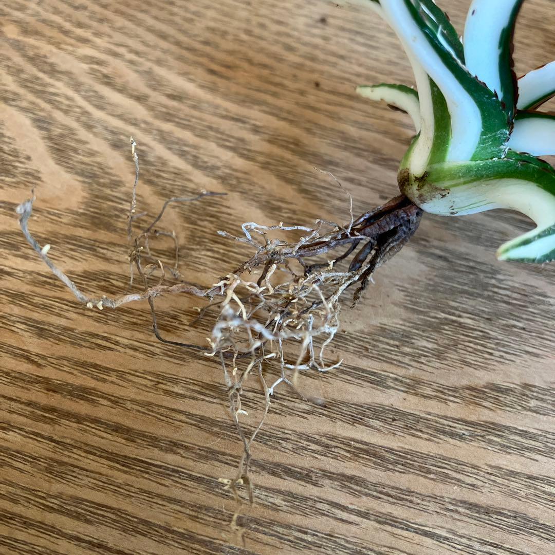ノ*ズ様 週末オークション　⑧希少　サイズ大　発根済み　大　アガベ　氷山　白中斑