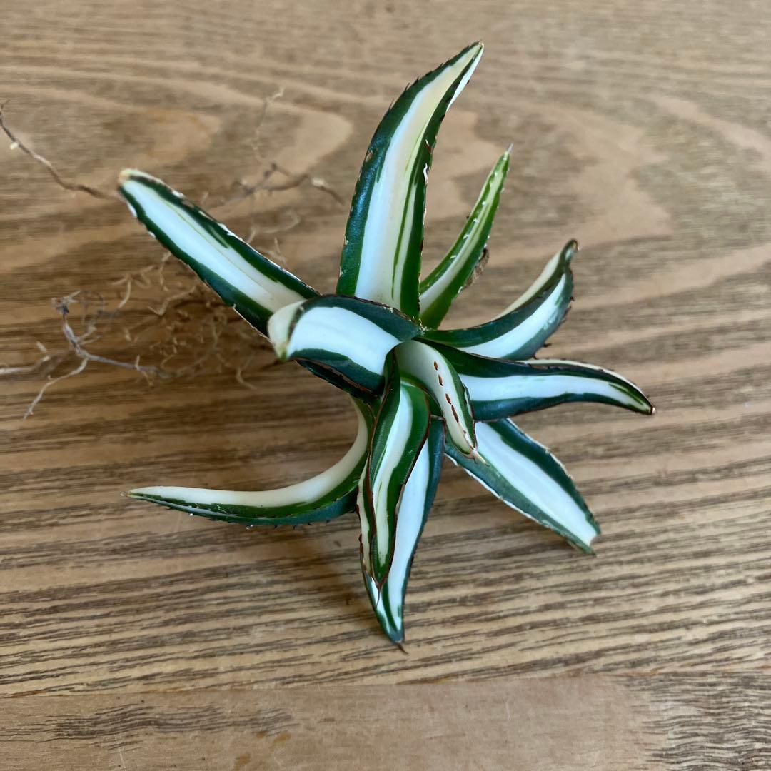 ノ*ズ様 週末オークション　⑧希少　サイズ大　発根済み　大　アガベ　氷山　白中斑