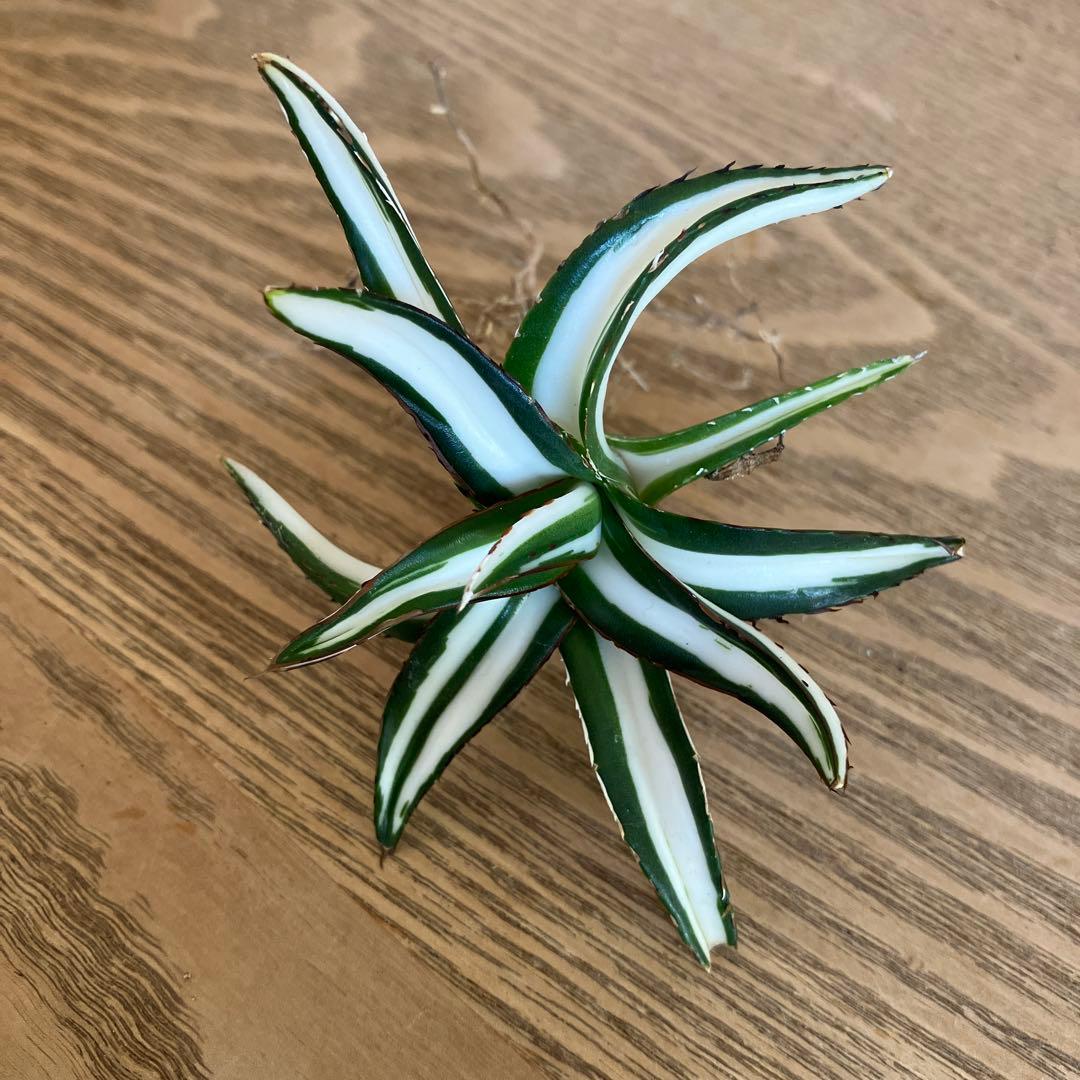 ノ*ズ様 週末オークション　⑧希少　サイズ大　発根済み　大　アガベ　氷山　白中斑