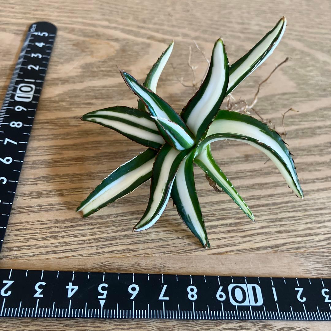 ノ*ズ様 週末オークション　⑧希少　サイズ大　発根済み　大　アガベ　氷山　白中斑