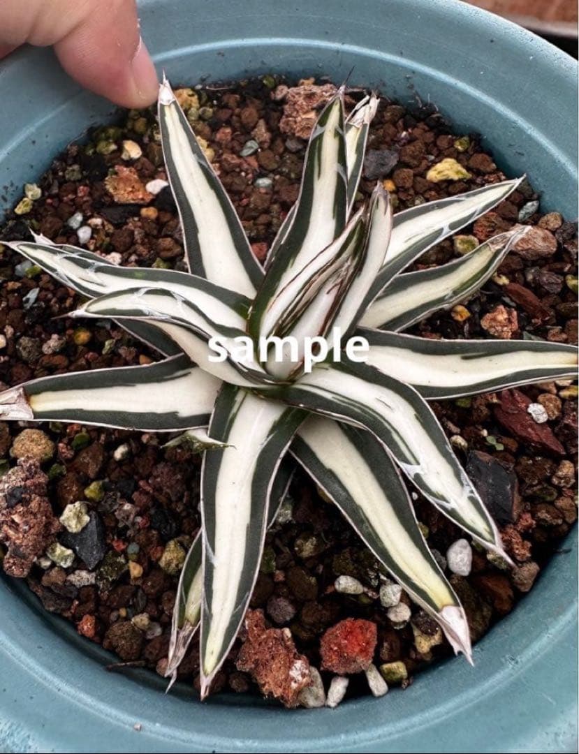 ノ*ズ様 週末オークション　⑧希少　サイズ大　発根済み　大　アガベ　氷山　白中斑