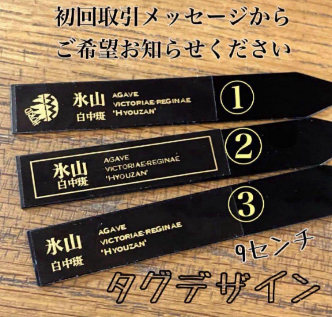 ノ*ズ様 週末オークション　⑧希少　サイズ大　発根済み　大　アガベ　氷山　白中斑