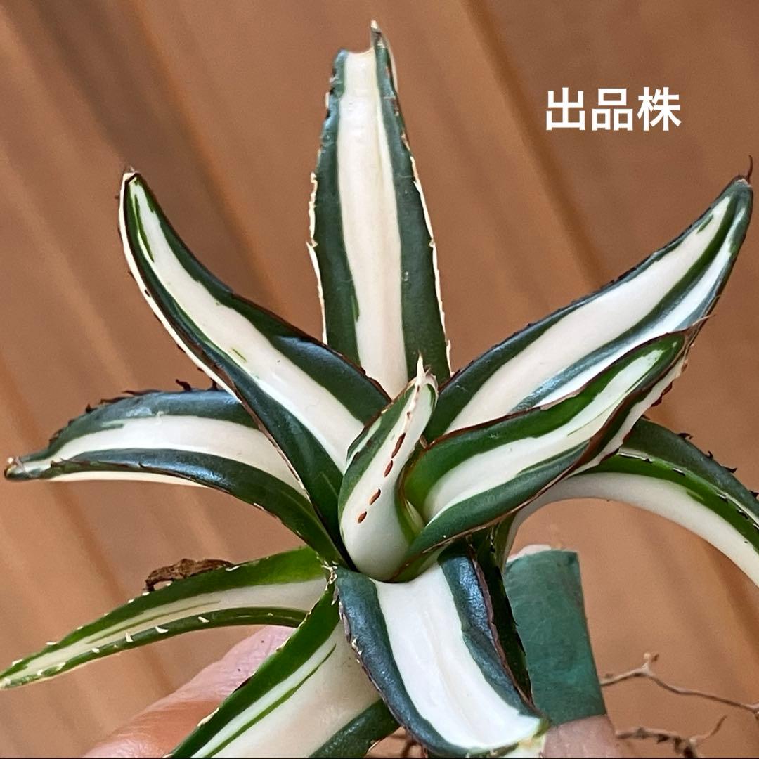 ノ*ズ様 週末オークション　⑧希少　サイズ大　発根済み　大　アガベ　氷山　白中斑