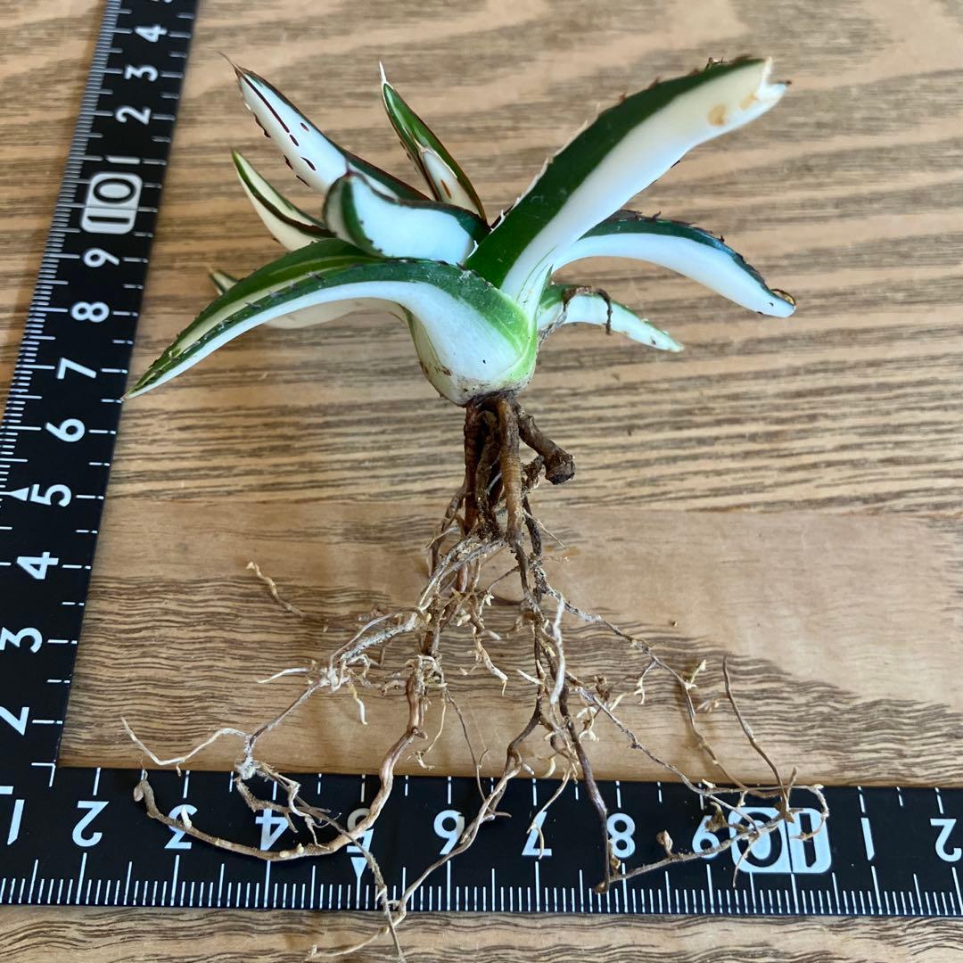 ノ*ズ様 週末オークション　⑧希少　サイズ大　発根済み　大　アガベ　氷山　白中斑