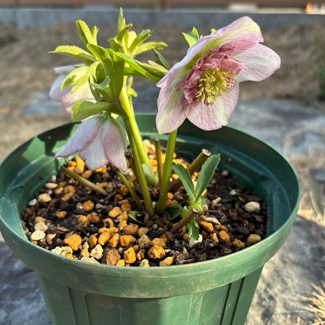 クリスマスローズ　セミダブル　ピンク　ぼかし