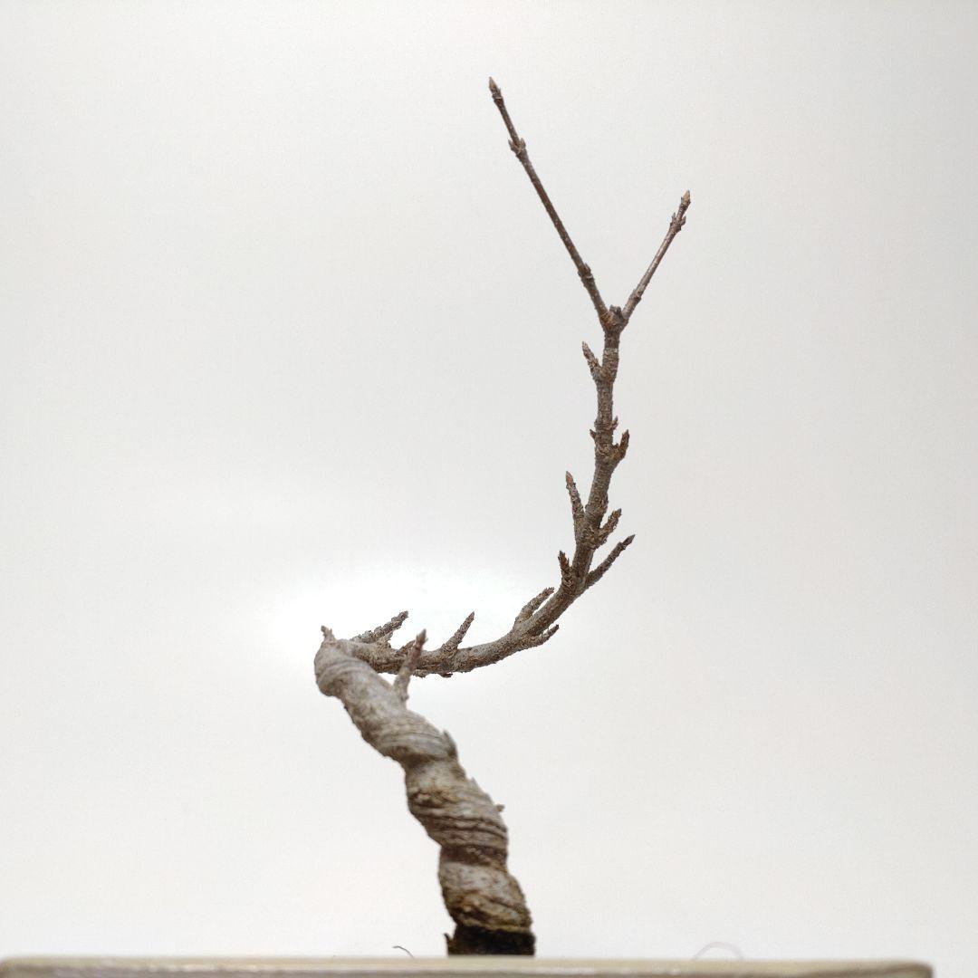 寒樹唐楓（トウカエデ）盆栽 SS003