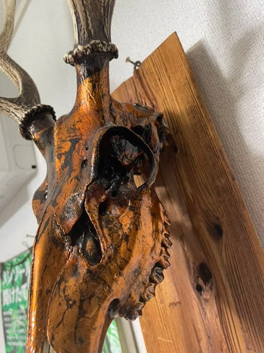 鹿の角　工芸品