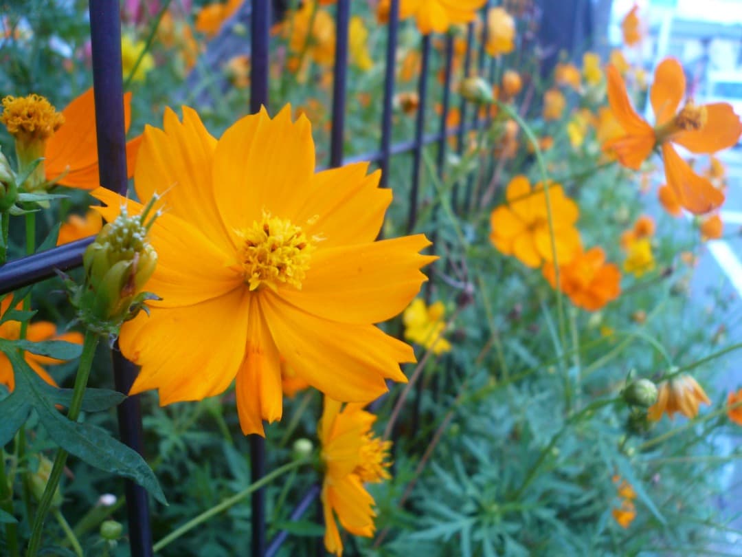 カードリーダー付⭕️【動作確認済】Panasonic LUMIX DMC-FX50