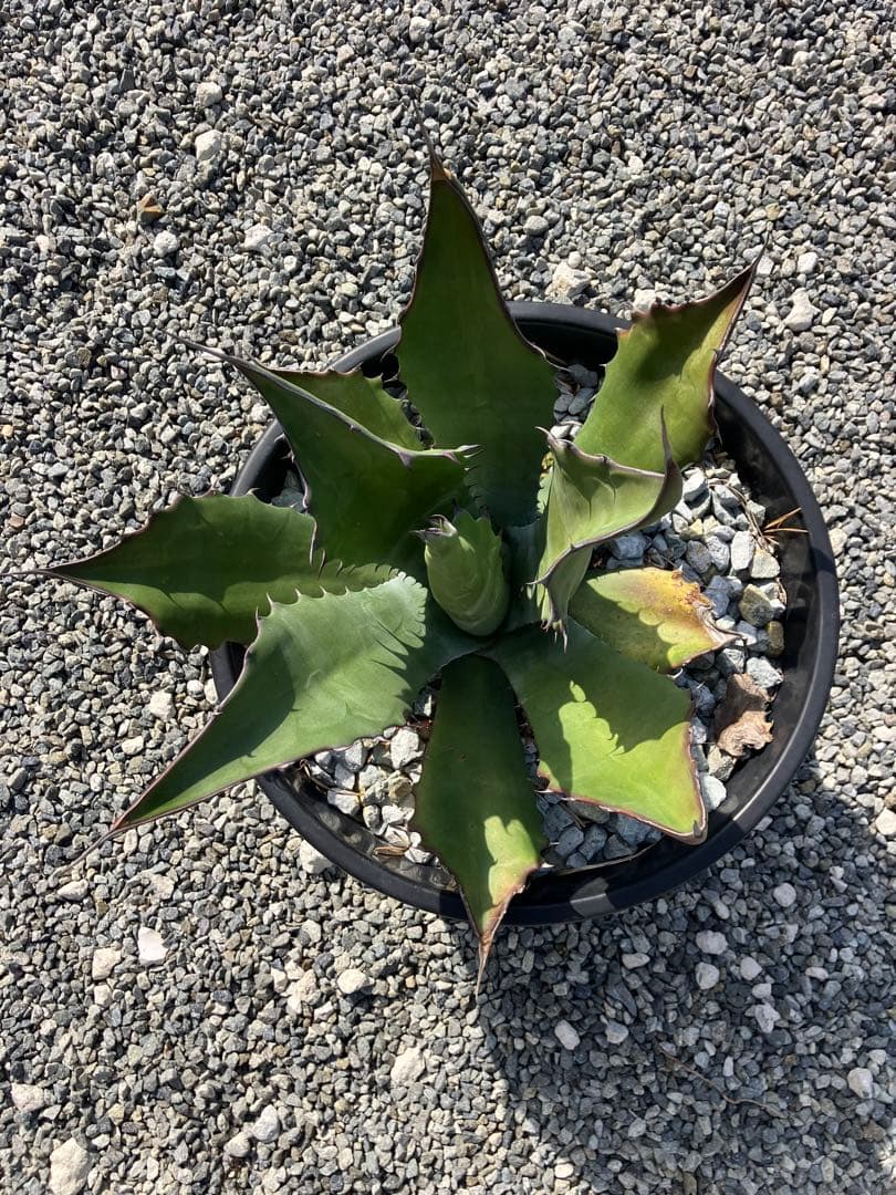 アガベ サルミアナ フェロックス 大株 優良株 クレイジーホース ベルビル 1