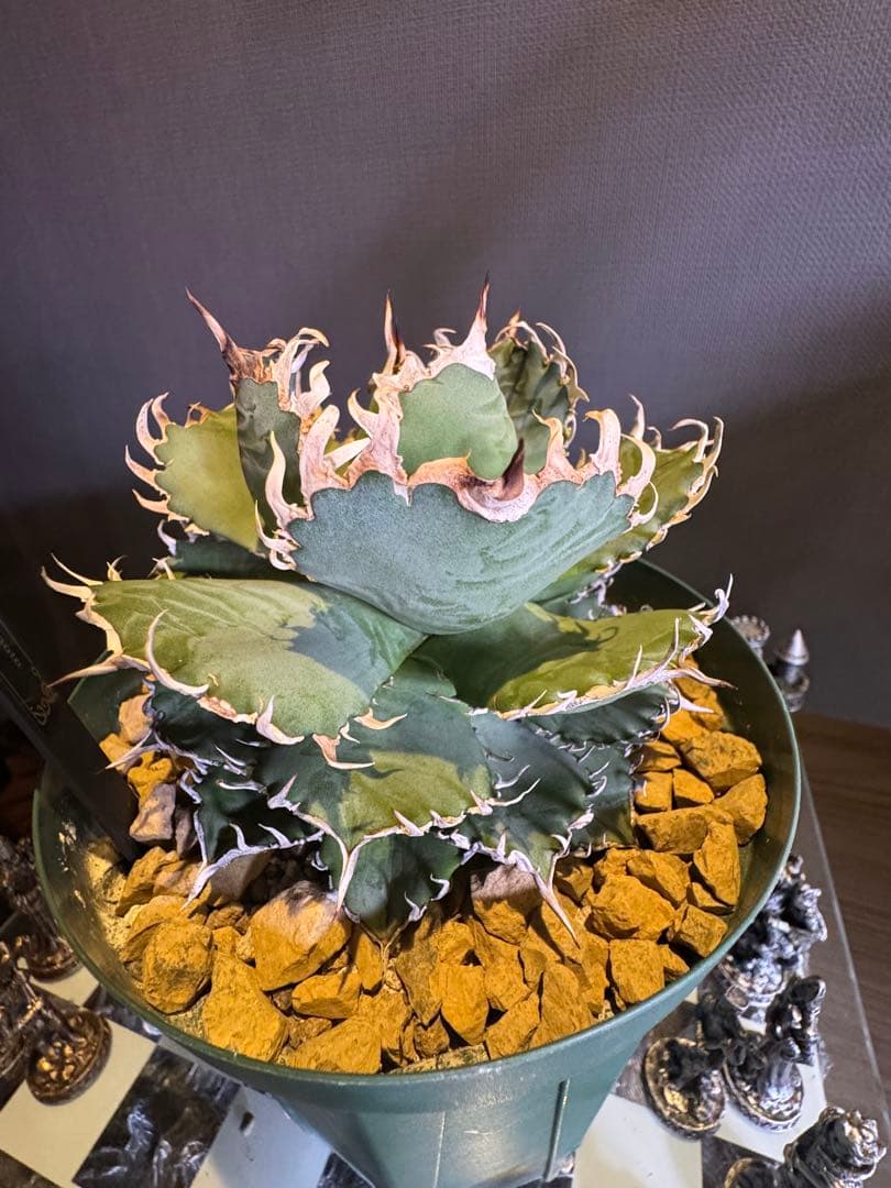 アガベ チタノタ フィリグリー大株