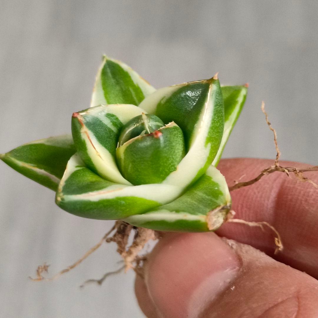 A151 多肉植物 アガベ ピンキー 王妃笹の雪A型 白覆輪斑 精選極上美株