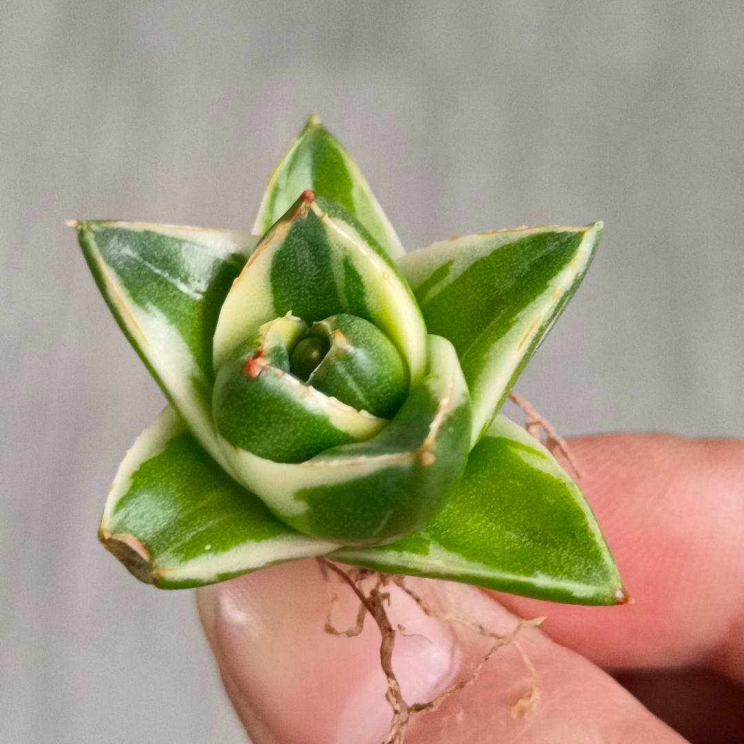 A151 多肉植物 アガベ ピンキー 王妃笹の雪A型 白覆輪斑 精選極上美株