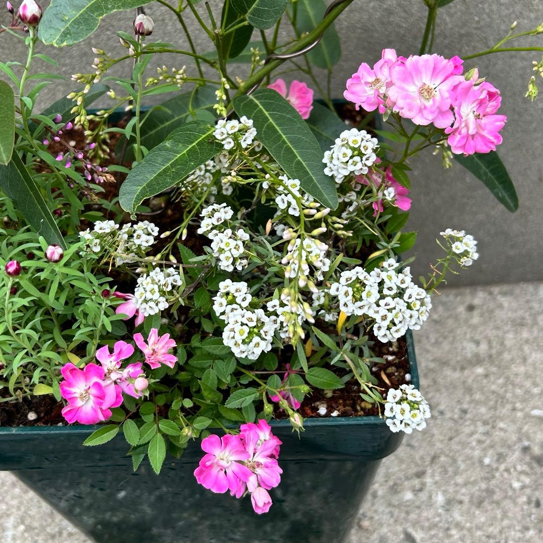 ハート成形の群舞　かわいく豪華な寄せ植え　7号薔薇用鉢ごと宅急便発送