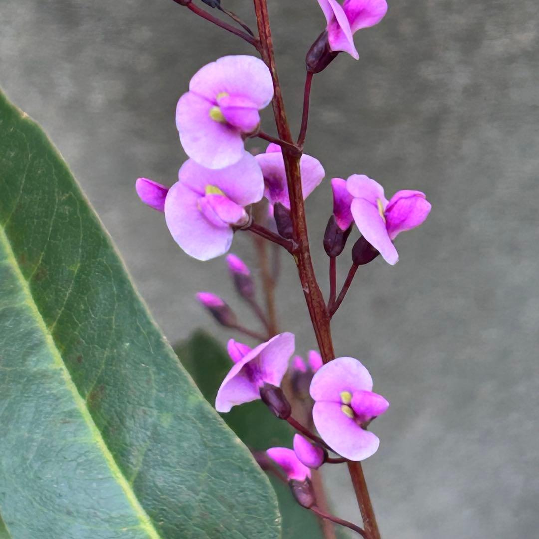 ハート成形の群舞　かわいく豪華な寄せ植え　7号薔薇用鉢ごと宅急便発送