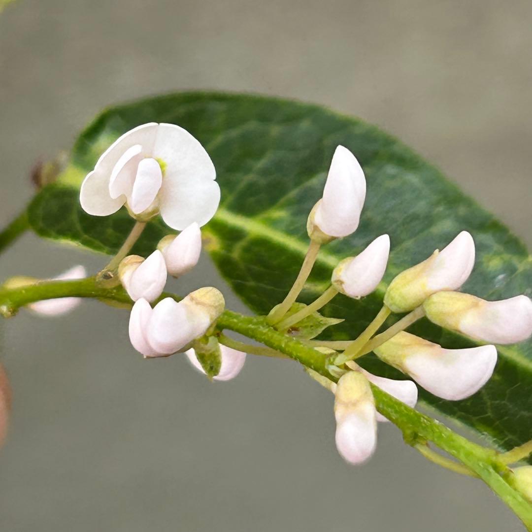 ハート成形の群舞　かわいく豪華な寄せ植え　7号薔薇用鉢ごと宅急便発送
