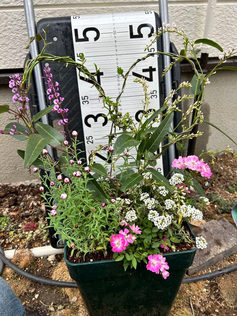 ハート成形の群舞　かわいく豪華な寄せ植え　7号薔薇用鉢ごと宅急便発送