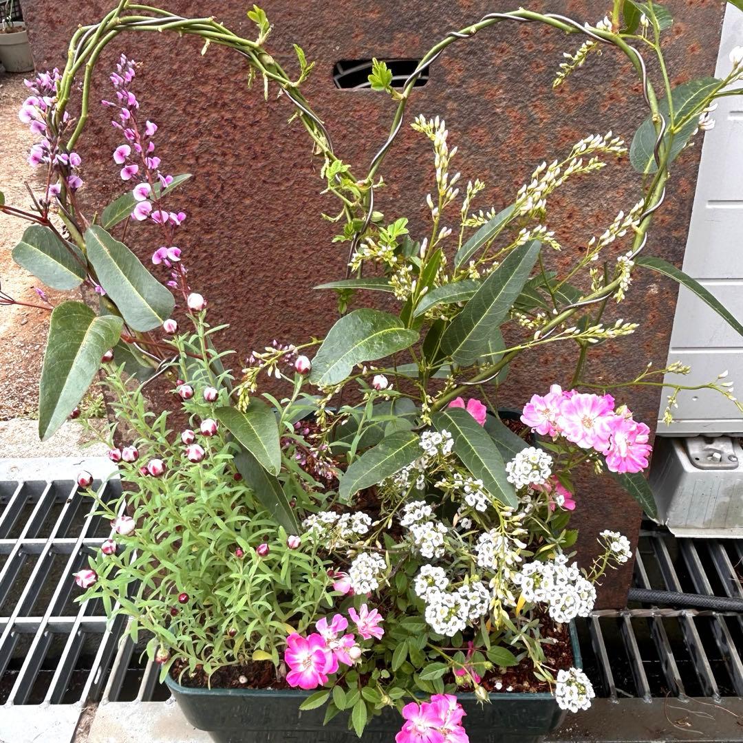 ハート成形の群舞　かわいく豪華な寄せ植え　7号薔薇用鉢ごと宅急便発送