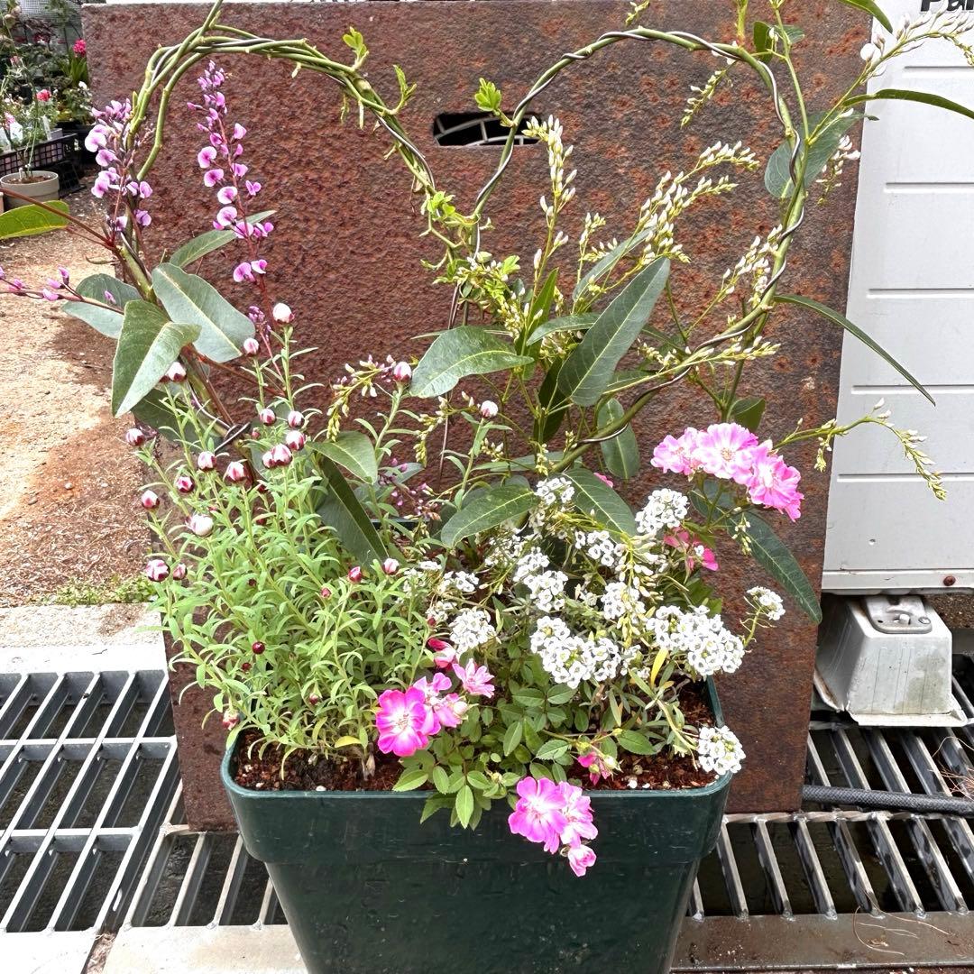 ハート成形の群舞　かわいく豪華な寄せ植え　7号薔薇用鉢ごと宅急便発送