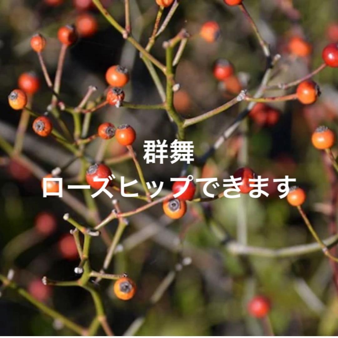 ハート成形の群舞　かわいく豪華な寄せ植え　7号薔薇用鉢ごと宅急便発送