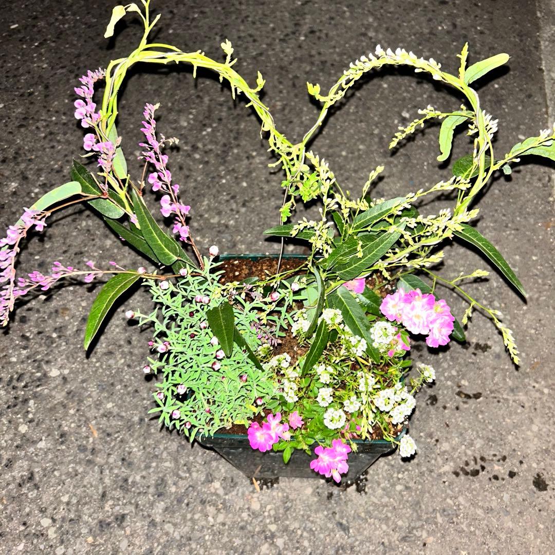 ハート成形の群舞　かわいく豪華な寄せ植え　7号薔薇用鉢ごと宅急便発送