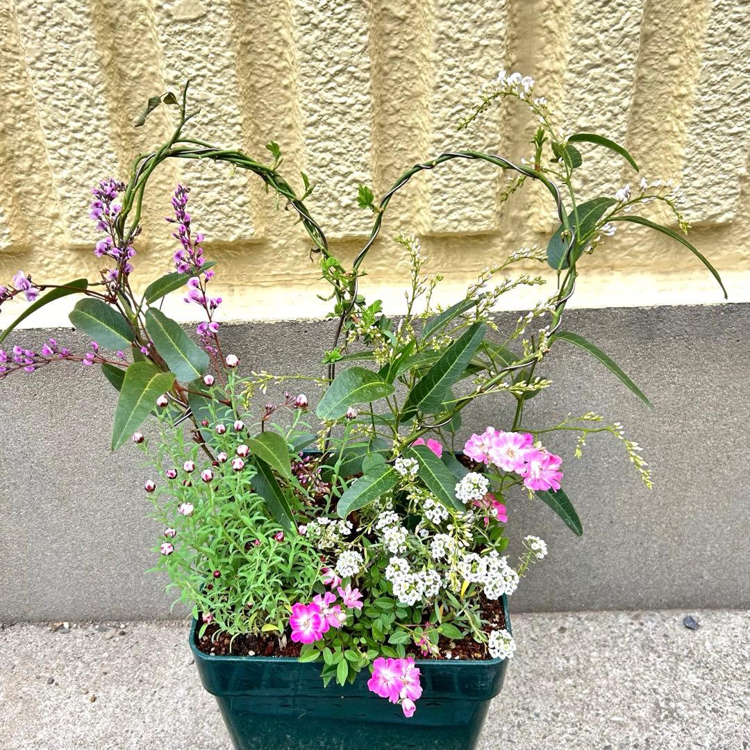 ハート成形の群舞　かわいく豪華な寄せ植え　7号薔薇用鉢ごと宅急便発送