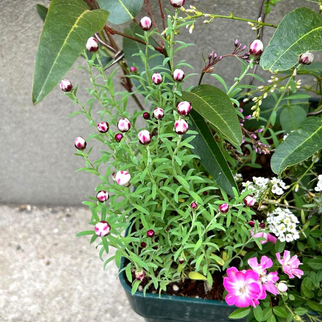 ハート成形の群舞　かわいく豪華な寄せ植え　7号薔薇用鉢ごと宅急便発送