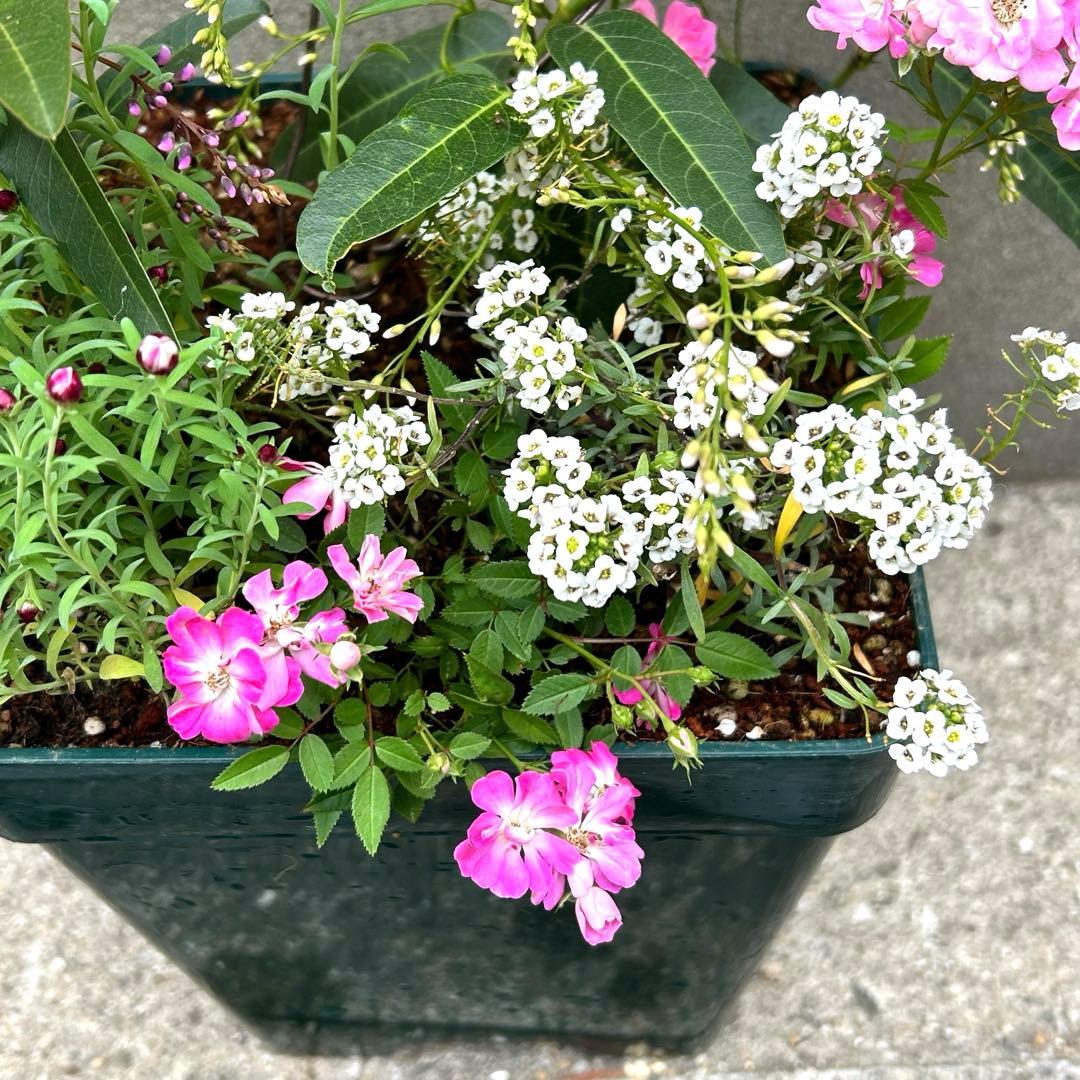 ハート成形の群舞　かわいく豪華な寄せ植え　7号薔薇用鉢ごと宅急便発送