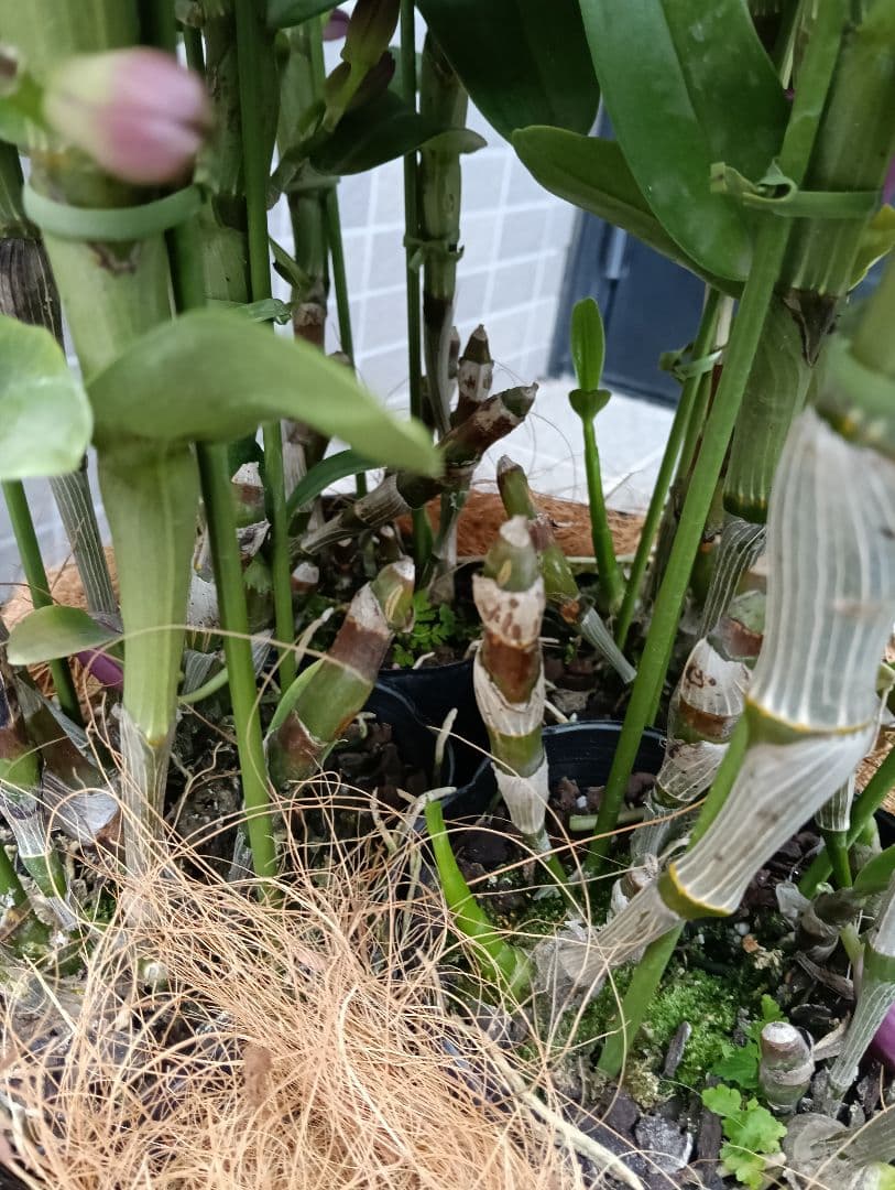 デンドロビウム　トゥーランドット　植木鉢入り　ラッピング付き