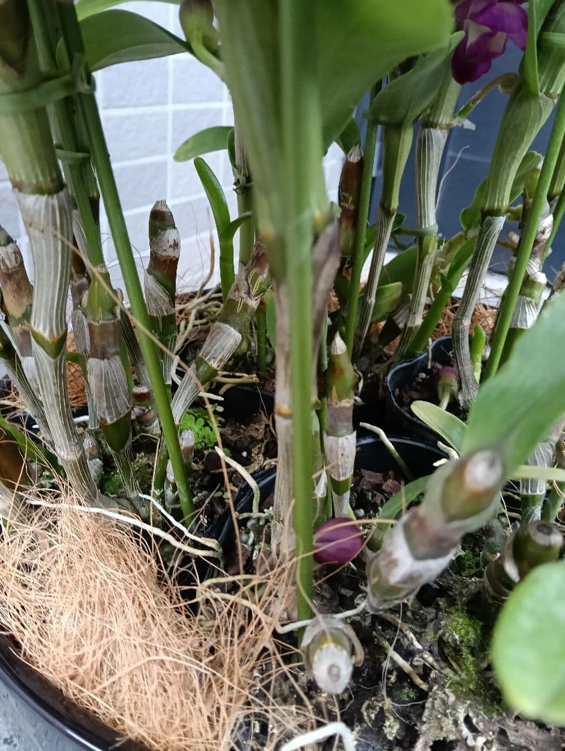 デンドロビウム　トゥーランドット　植木鉢入り　ラッピング付き