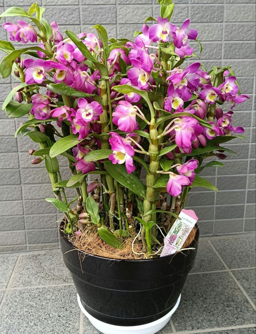 デンドロビウム　トゥーランドット　植木鉢入り　ラッピング付き
