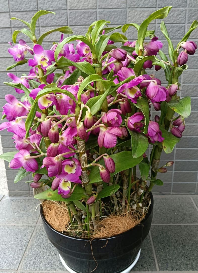 デンドロビウム　トゥーランドット　植木鉢入り　ラッピング付き