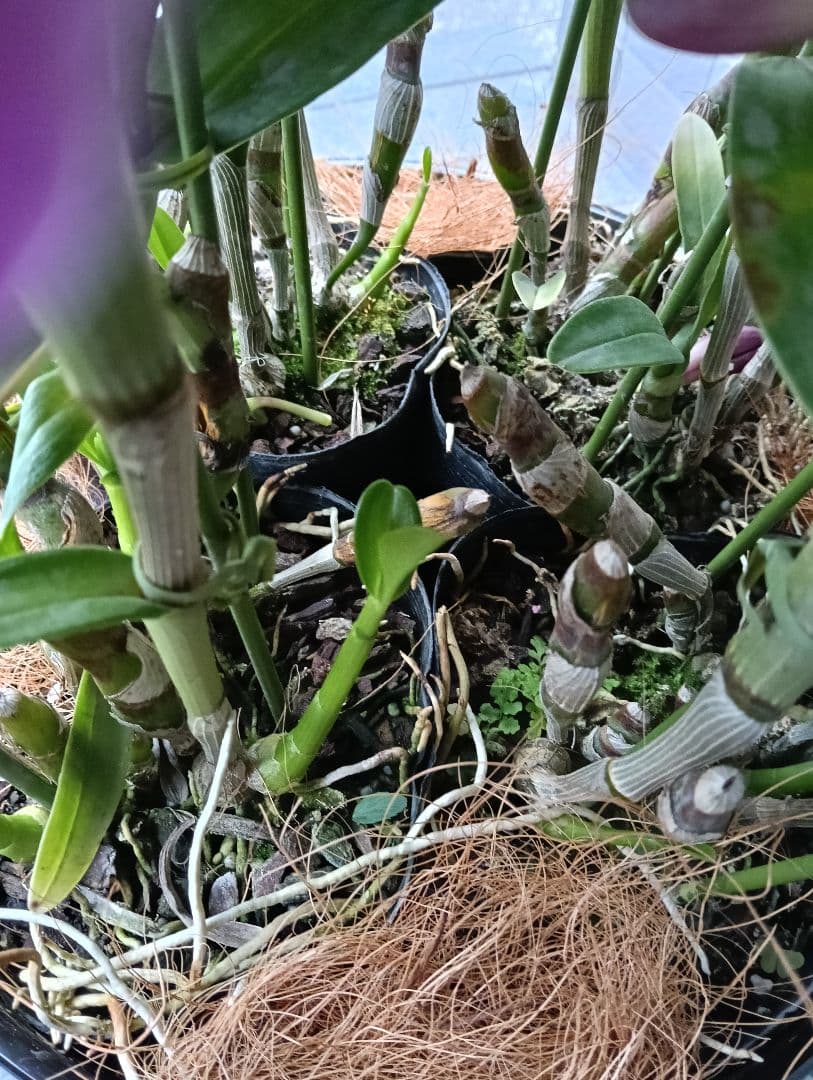デンドロビウム　トゥーランドット　植木鉢入り　ラッピング付き