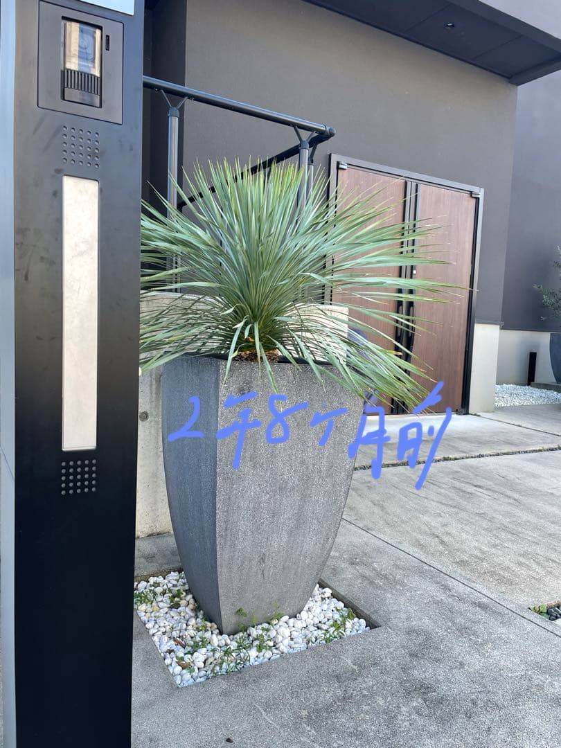 最終値下げ　3/21まで　直接引き取りのみ　美しい樹形　ユッカロストラータの特大