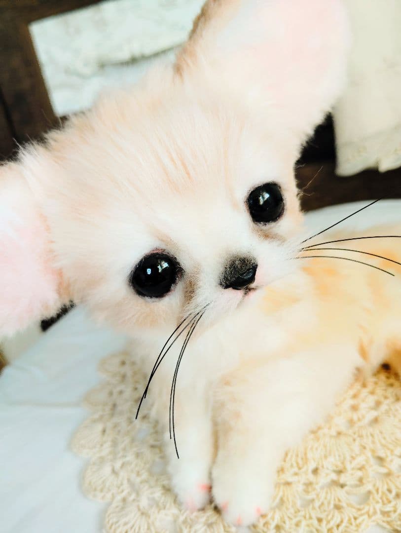 お名前付けてあげてね❤フェネックベビー♡生後２週間♡アートドール♡ぬいぐるみ♡