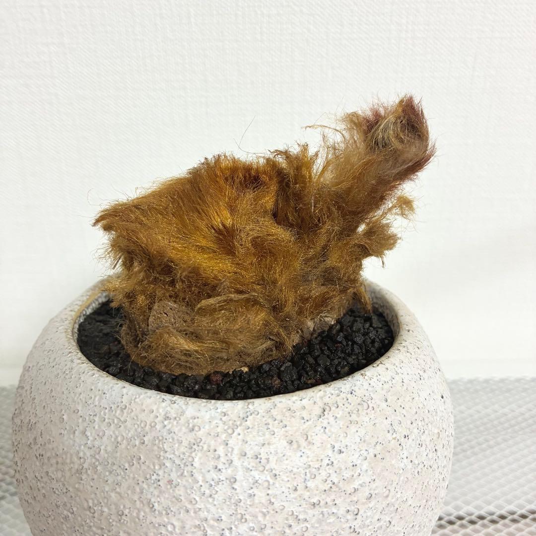 キンモウコウ　陶器鉢