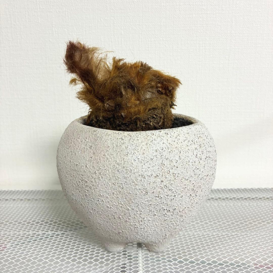 キンモウコウ　陶器鉢