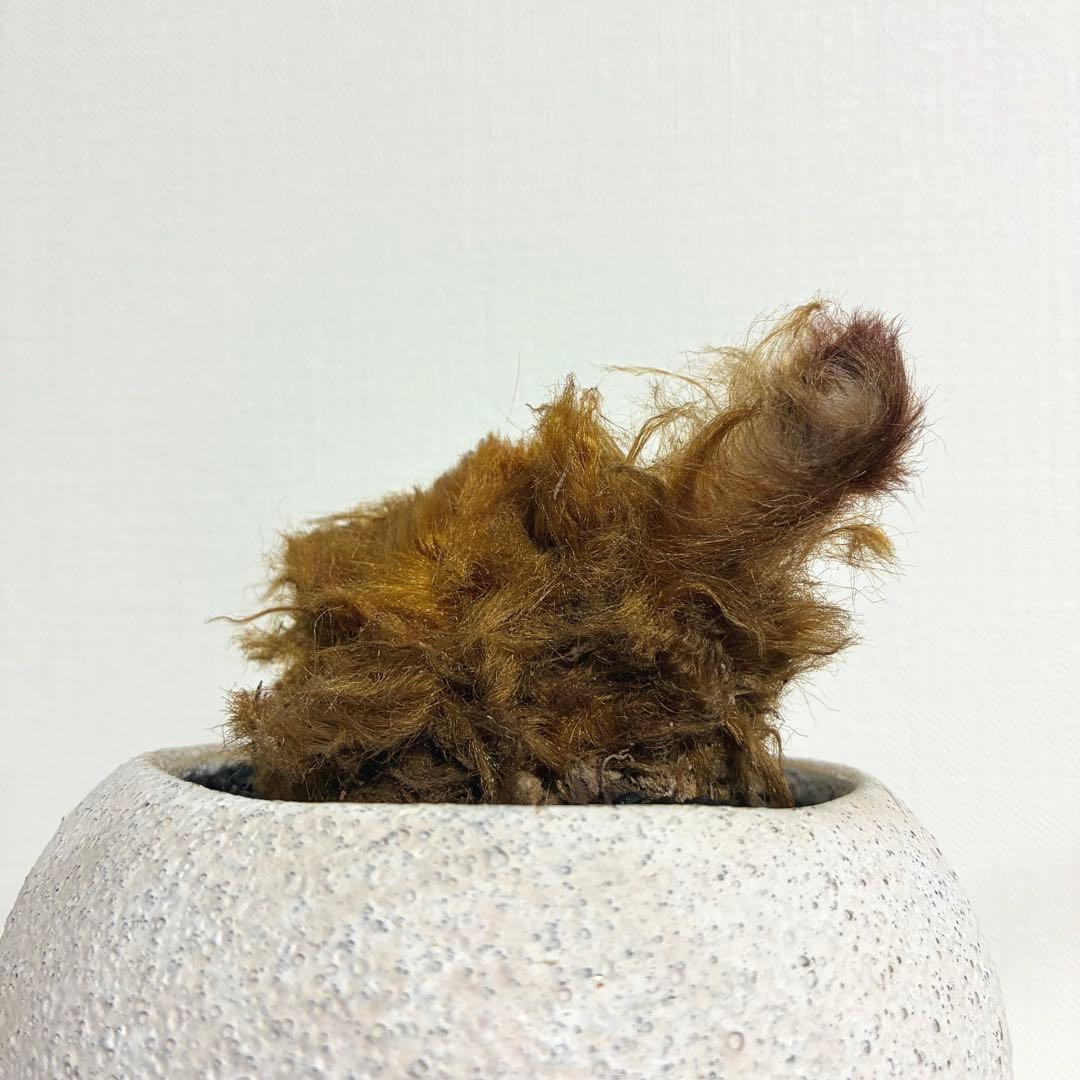 キンモウコウ　陶器鉢
