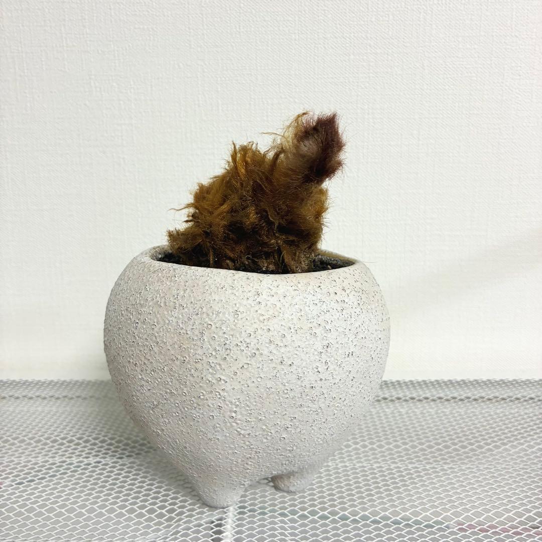 キンモウコウ　陶器鉢