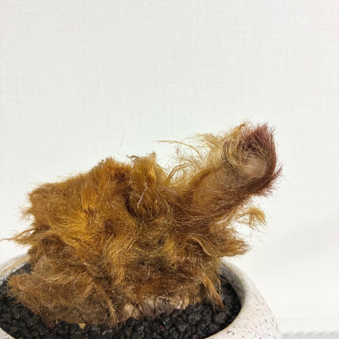 キンモウコウ　陶器鉢