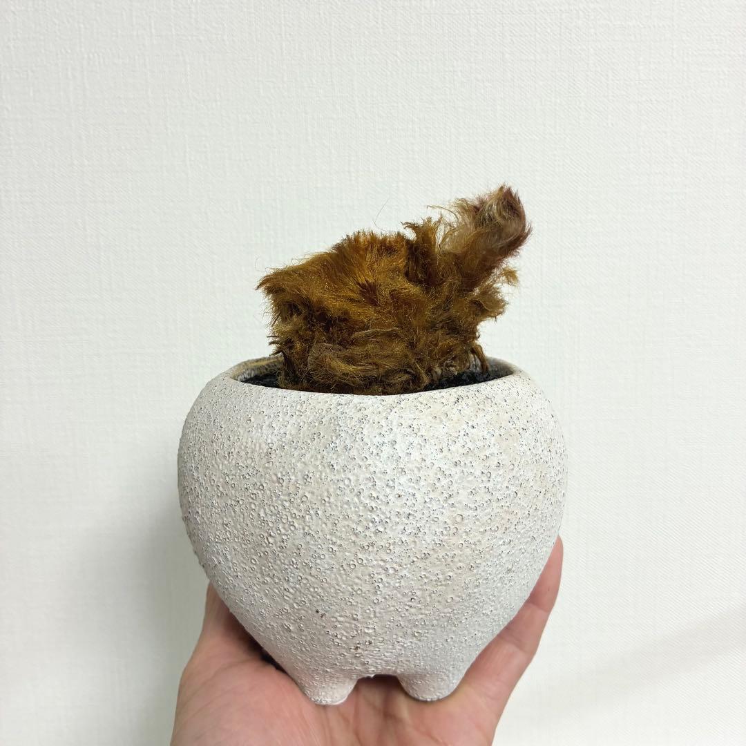 キンモウコウ　陶器鉢