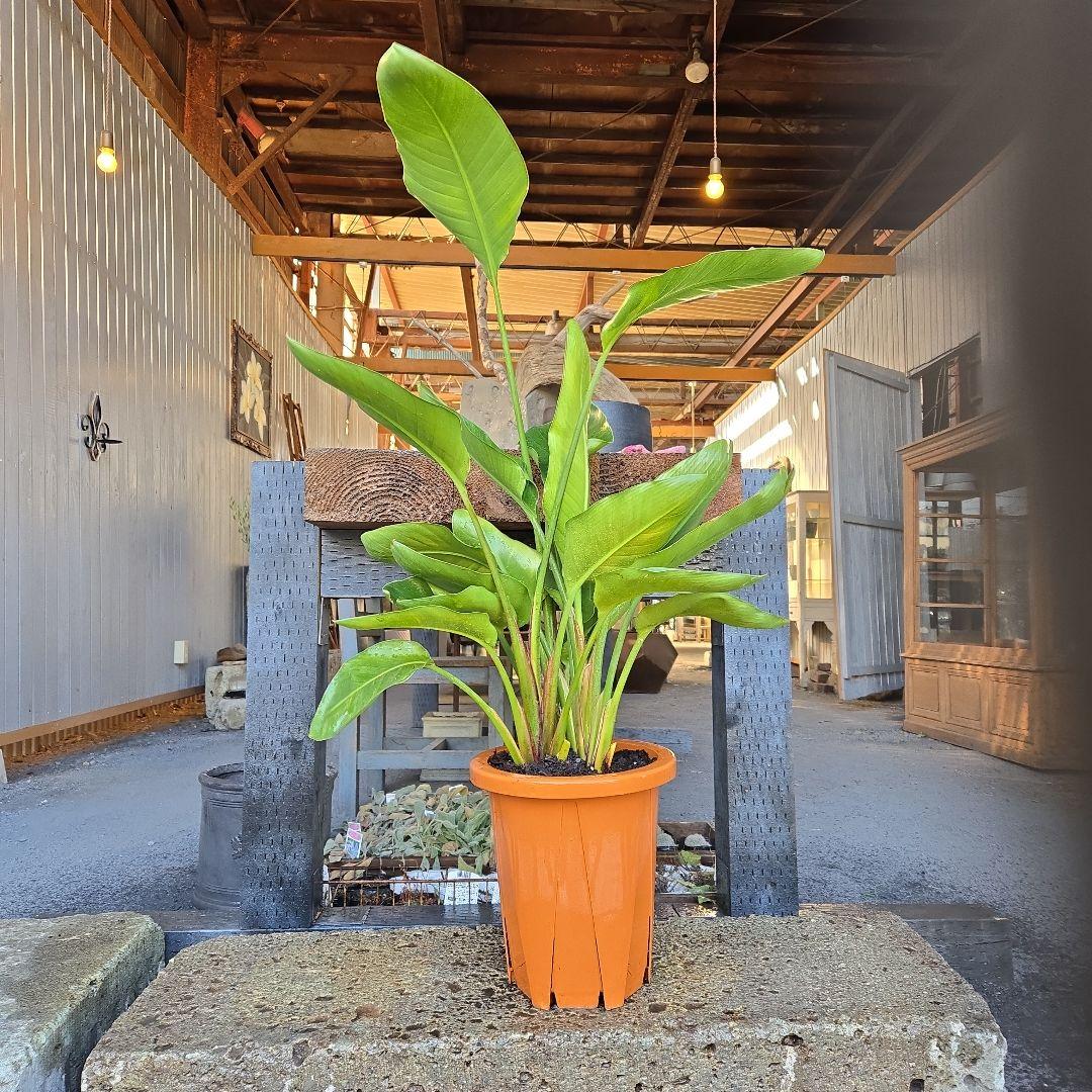 ①　ストレリチアオーガスタ　8号　３株植え特大苗木最高等級極上品‼️